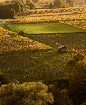 Belargus - Anjou Noir 2022 (Magnum)