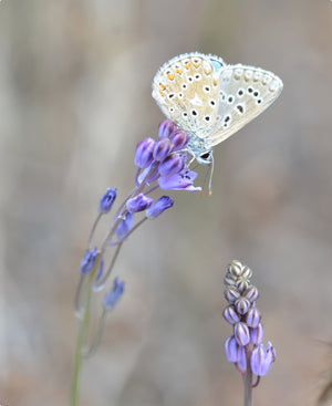 Belargus - Anjou Noir 2022 (Magnum)